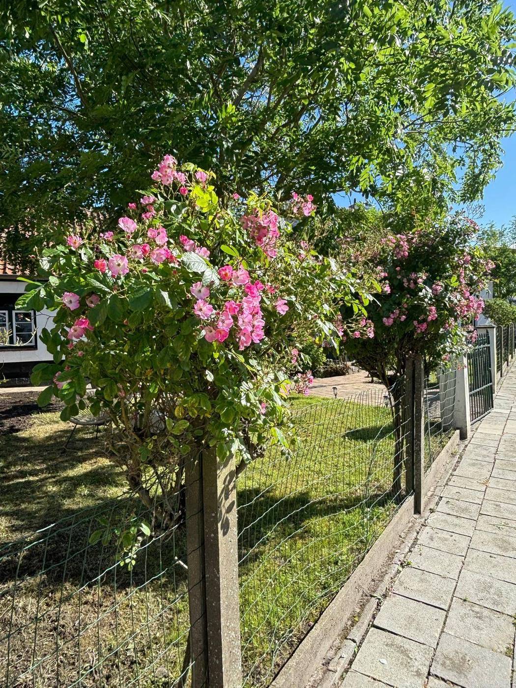 Rozen in de tuin